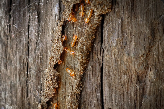 How to Protect Timber from Termites and Decay